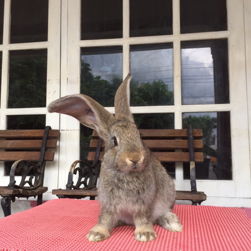 kelinci flemish giant betina 3