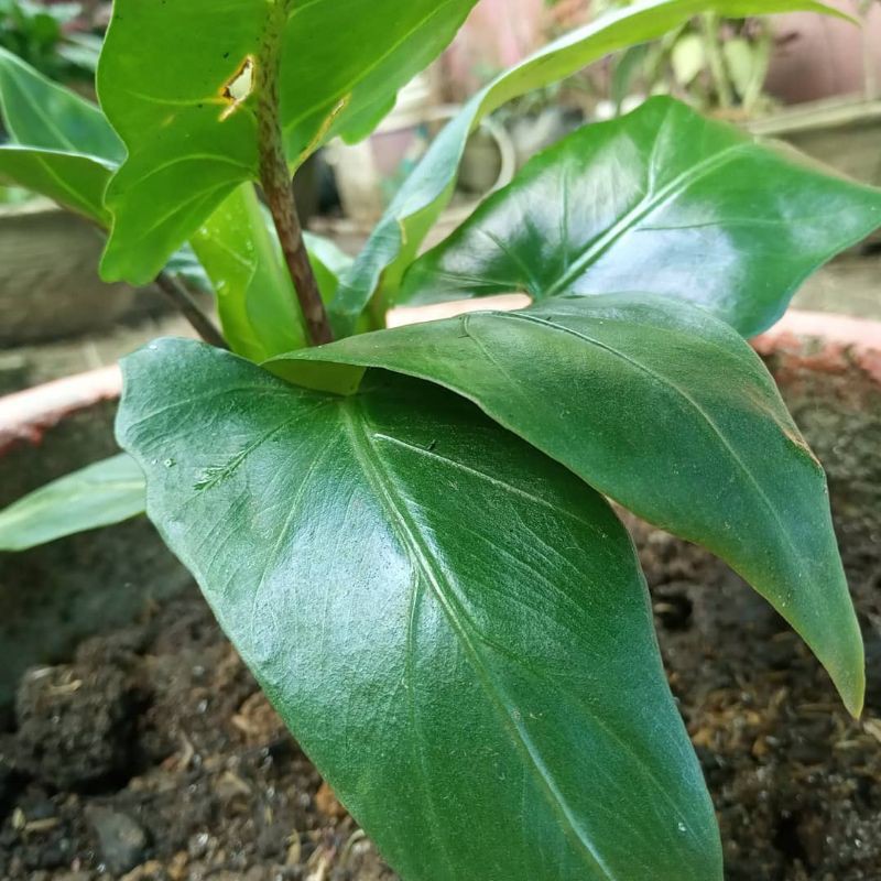 Tanaman Hias Keris Papua