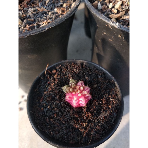 kaktus gymno | miha hibrid |