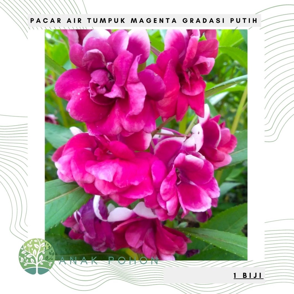 Benih Bibit Biji - Bunga Pacar Air Tumpuk MAGENTA GRADASI PUTIH Rose Balsam Impatiens Balsamina Flower Seeds