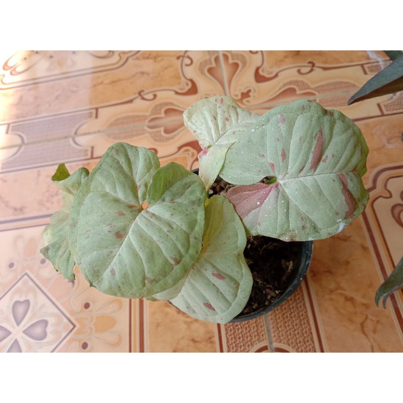 singonium milk confetti / syngonium milk confetti