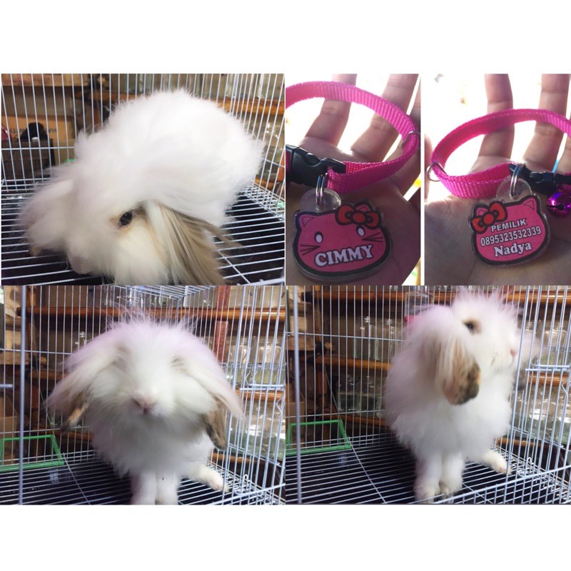 kelinci Fuzzy Lop usia 5bulan