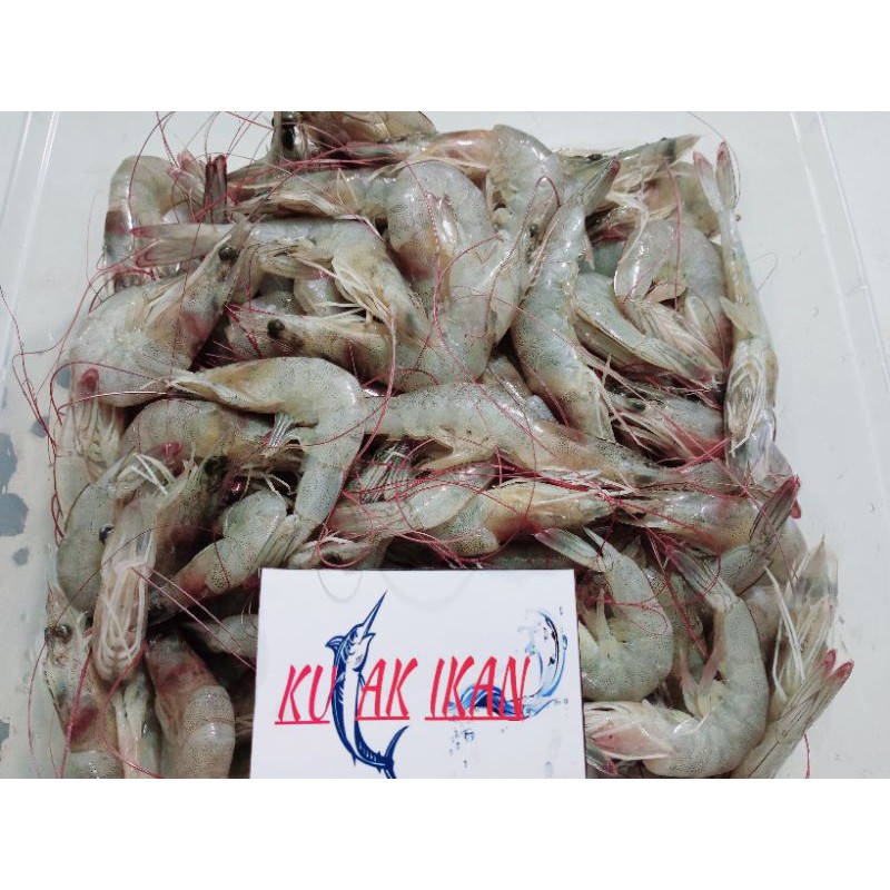 

UDANG VANAME KECIL / UDANG LAUT SIZE KECIL - 500GR