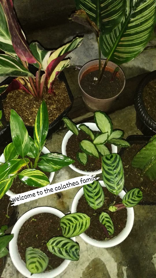 Calathea Leuconeura Var Kerchoviana | Kalatea Levonero