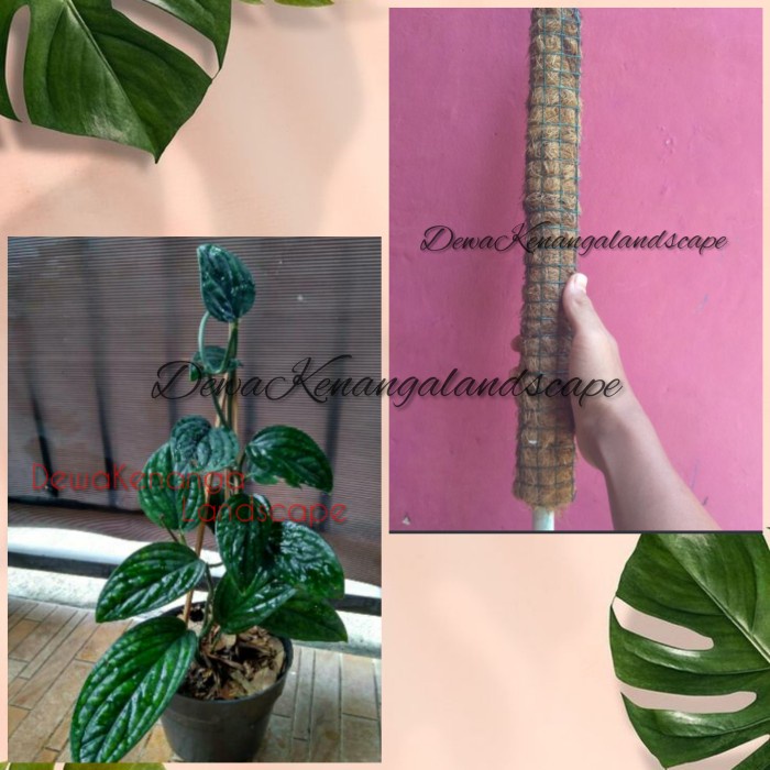 Tanaman hias sirih badak + turus