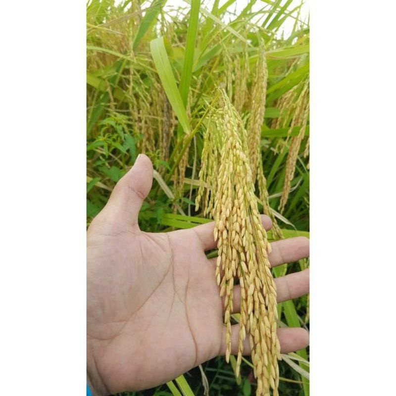 BENIH INPARI 32 SUPER 1KG