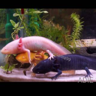 Bandung Axolotl Hitam Full Black Melanistic Melanoid Dogfish Salamander Walking Fish Mexicanum Shopee Indonesia