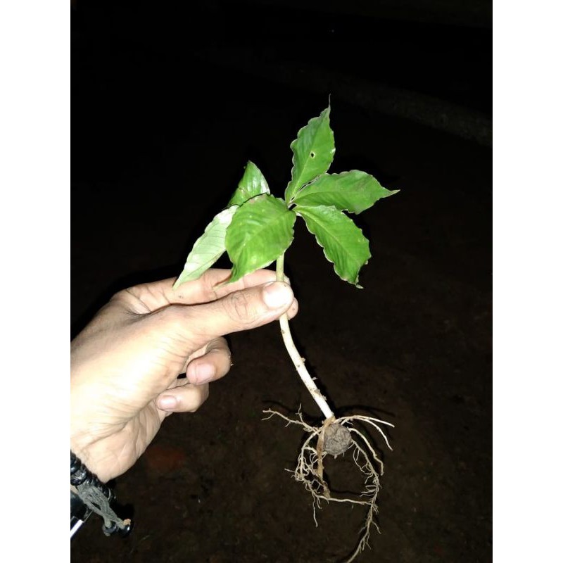 termurah bibit umbi porang katak