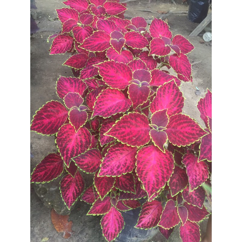 bunga miana paket 60 motif (+ bonus 3)