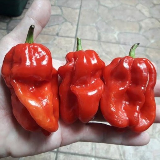 BS-BYL Bibit Cabe Hias Pelangi Benih Tanaman Sayuran Cabai Carolina Reaper Merah Bolivian Rainbow Katokkon Numex Giant Raksasa Sweet Italian Ungu Hitam-CH KATOKKON TORAJA