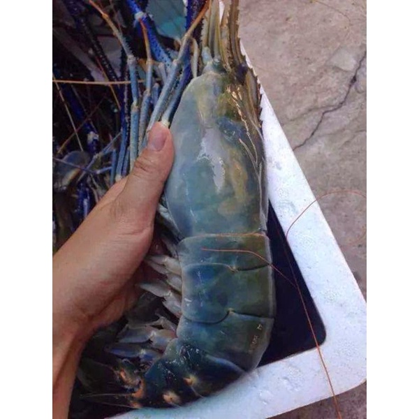 

Udang Galah fresh UK. 8-15