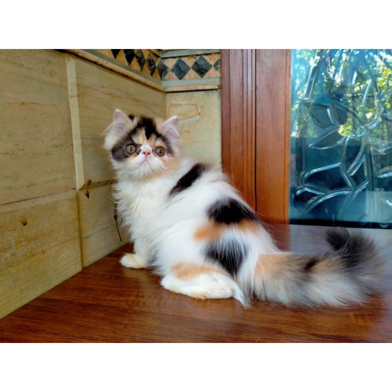 PEAKNOSE CALICO LINE PED