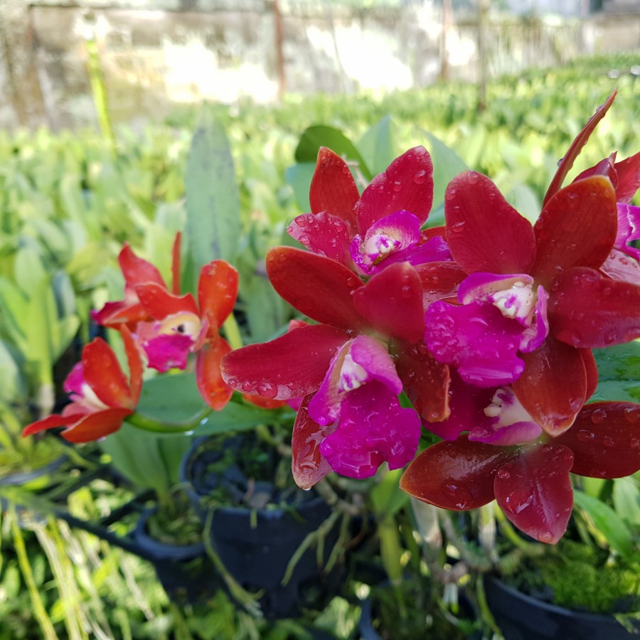 Anggrek Cattleya Looge Ton Red