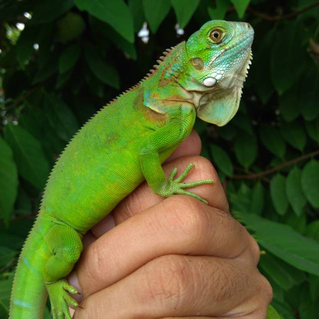 Green Iguana Colomb A1.3