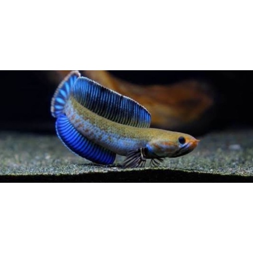 Chana baby ANDRAO | Size 3-5cm