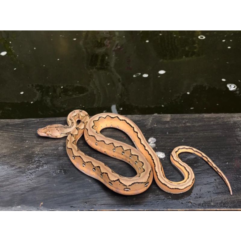 Retic Platinum Super Sunfire Full Stripe