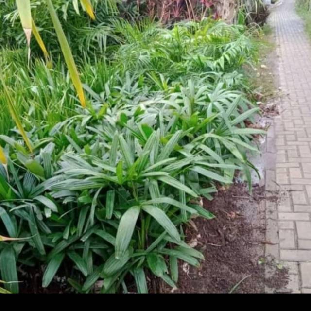 Tanaman hias palem regu/pohon palem regu