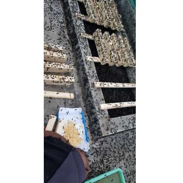 

SIAP KIRIM telur bsf /10 gram ❁ 853