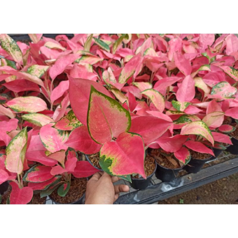 aglaonema coxhin red majesty