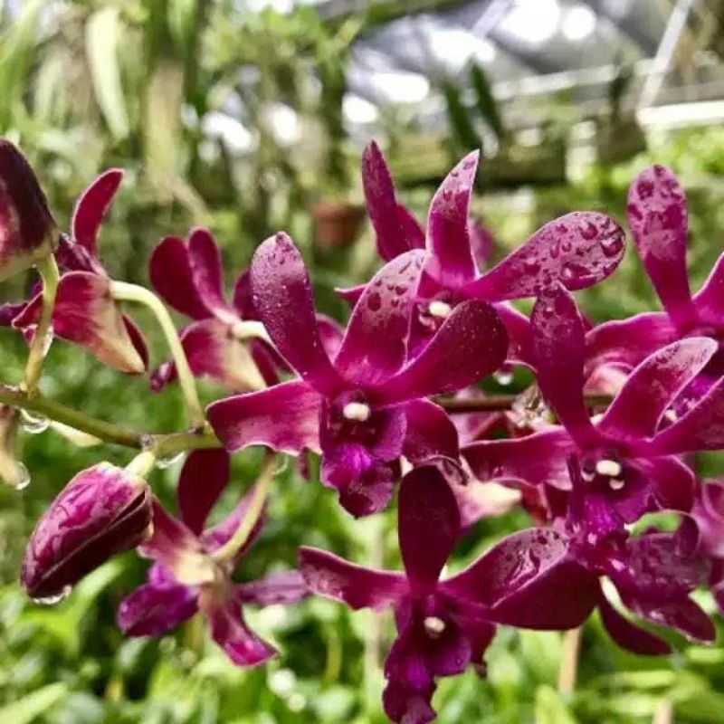 Dendrobium Keriting Aneka Id