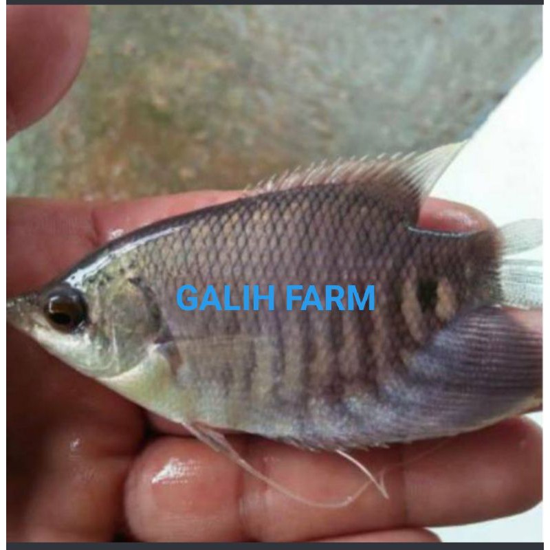 bibit ikan gurame soang