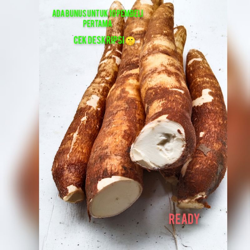 

singkong,singkong pulen,singkong putih,singkong mentah,singkong 1kg