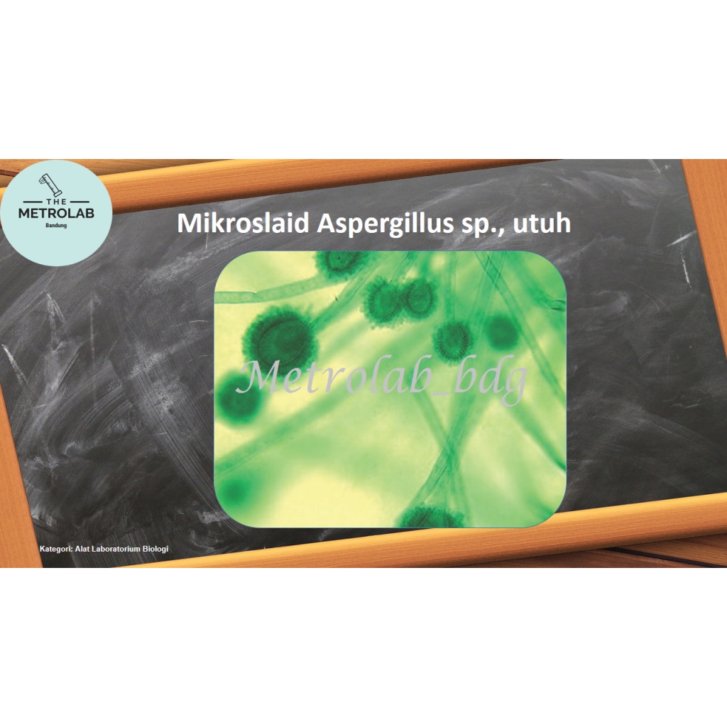 Mikroslaid Aspergillus sp., utuh | Preparat Biologi