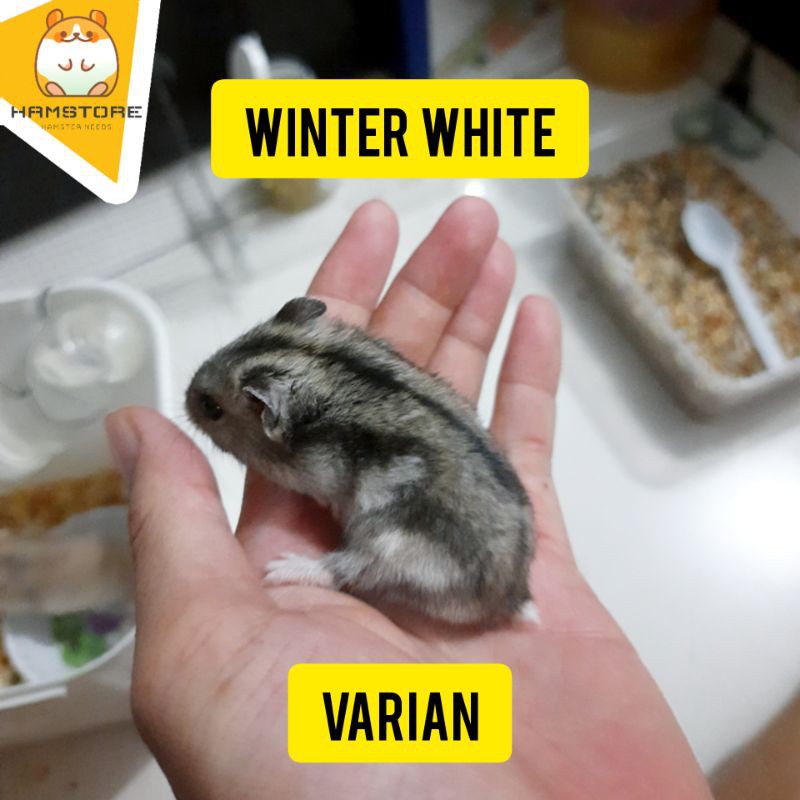 Hamster Winter White Tiger Pearl Argente Sapphire Blue Argente