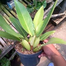 tanaman hias Philo eceng - philodendron eceng bibit- philo katak