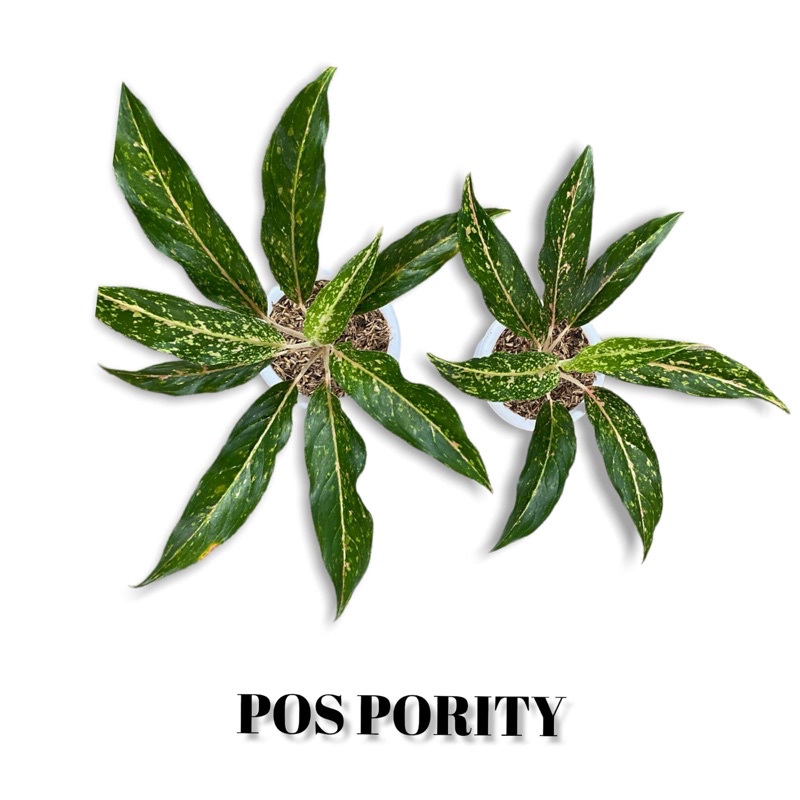 Aglonema pos pority