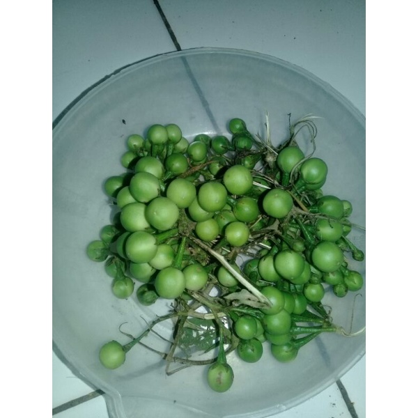 

buah tekokak/cepokak