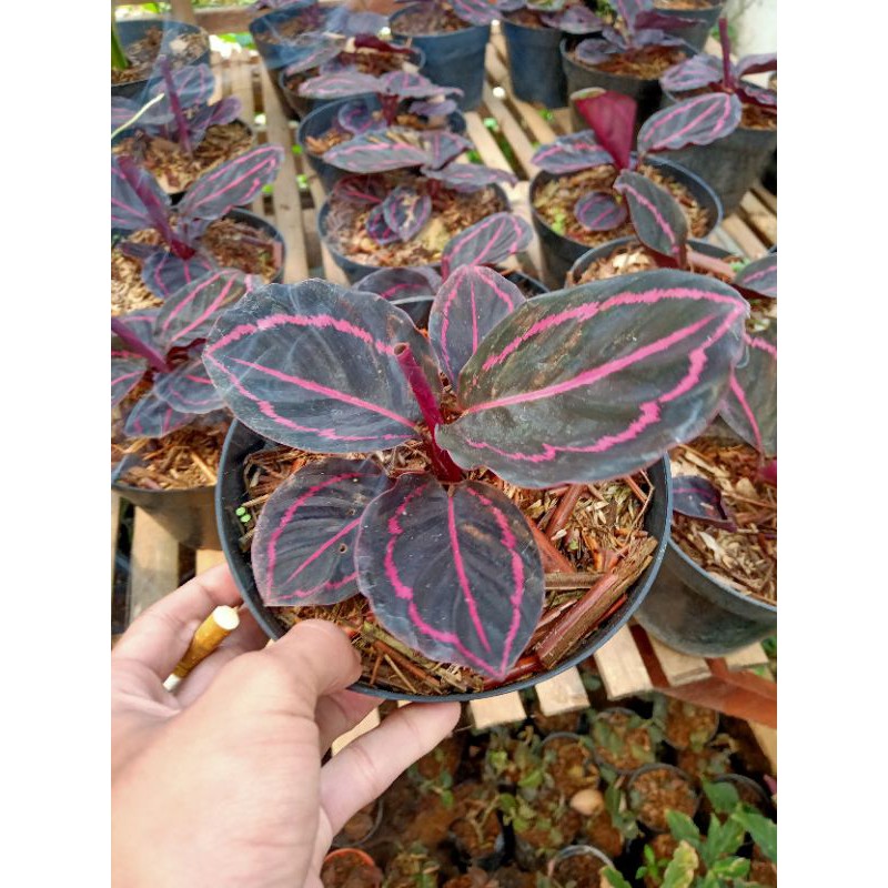 CALATHEA BLACK LIPSTICK