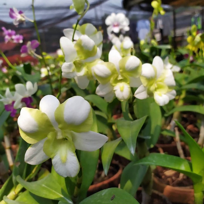 DendroBium Liberty White Dewasa / Spike