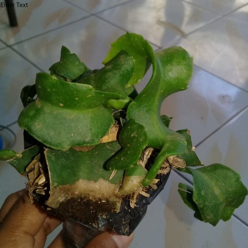 tanaman hias Pakis kadaka