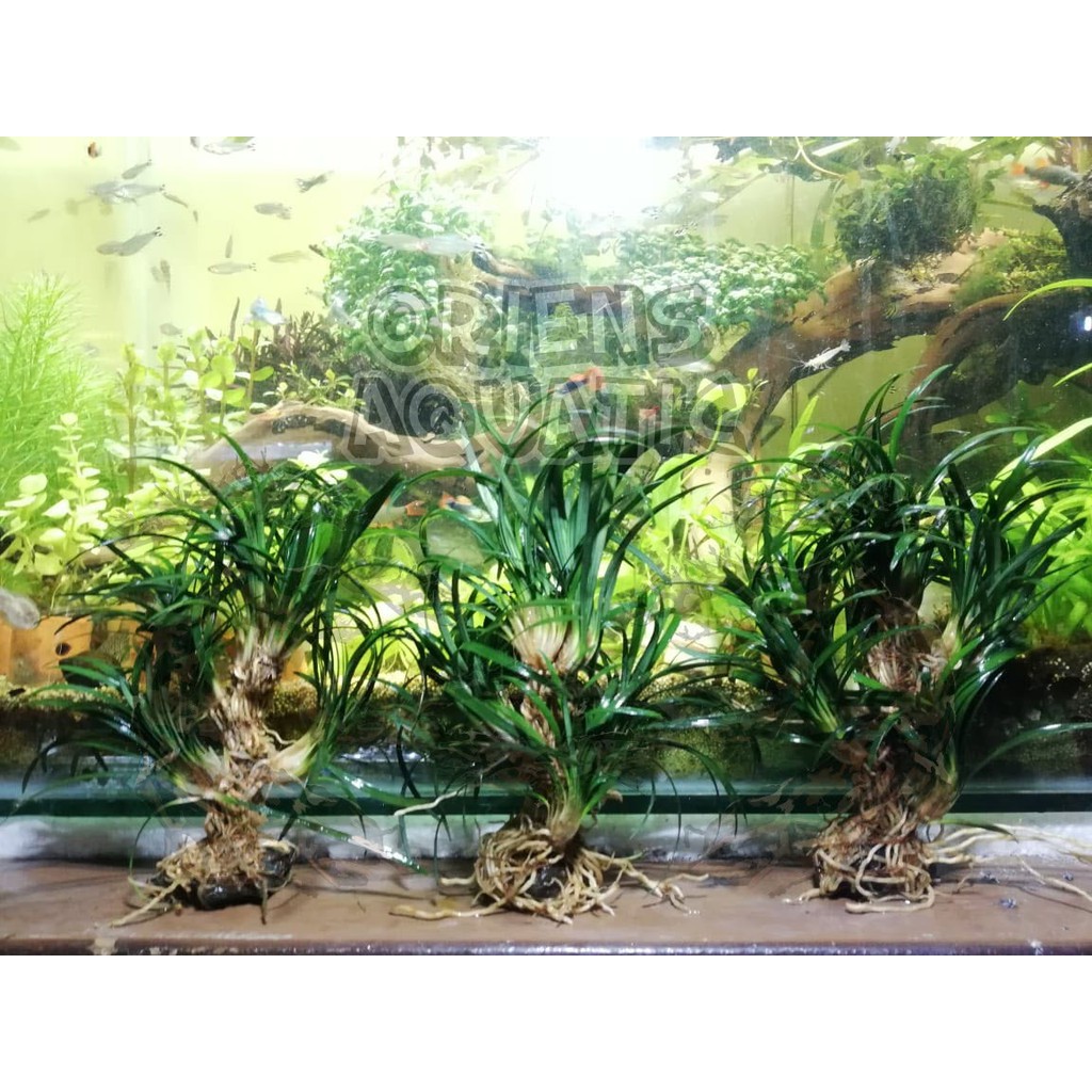 Jual Tanaman Aquascape Kucai Mini Media Batu Model Bonsai Full Air