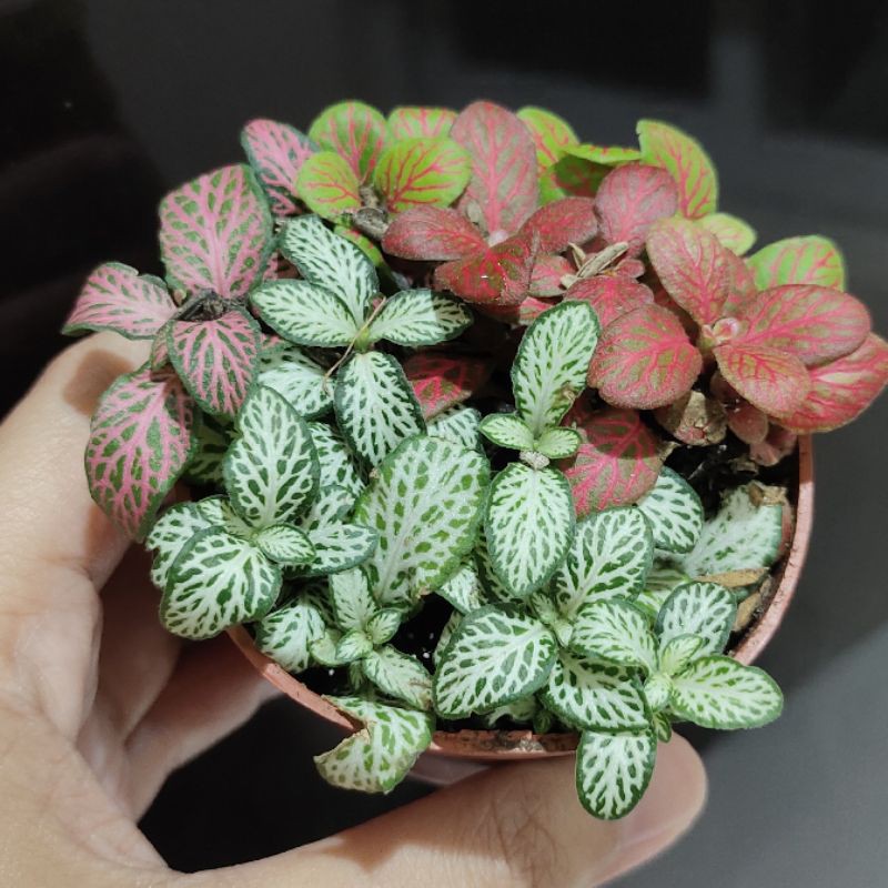 Fittonia mix impor