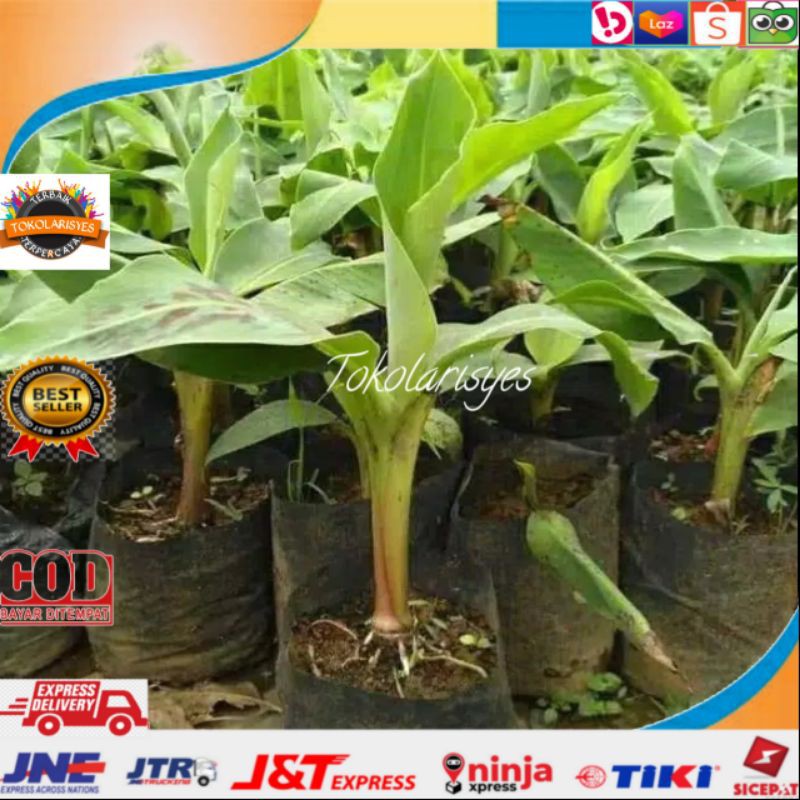 Bibit pisang raja bulu