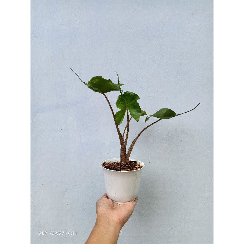 Alocasia Stingray