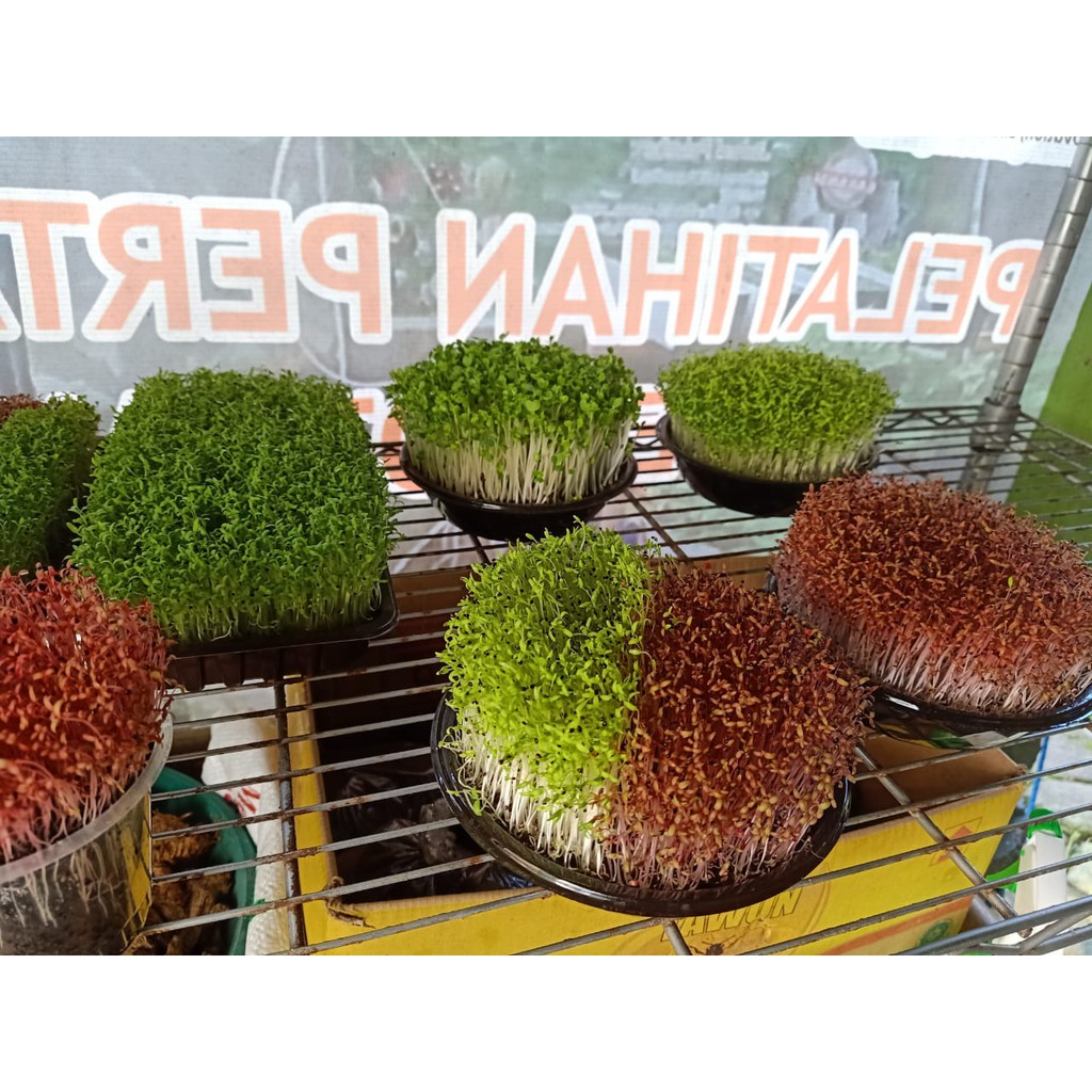 BS-BYL Benih Microgreen Sayur Organik Sprout Seed Bibit Sayuran Microgreens Alfalfa Broccoli Bok Pak Choy Red Cabbage Radish dll-7