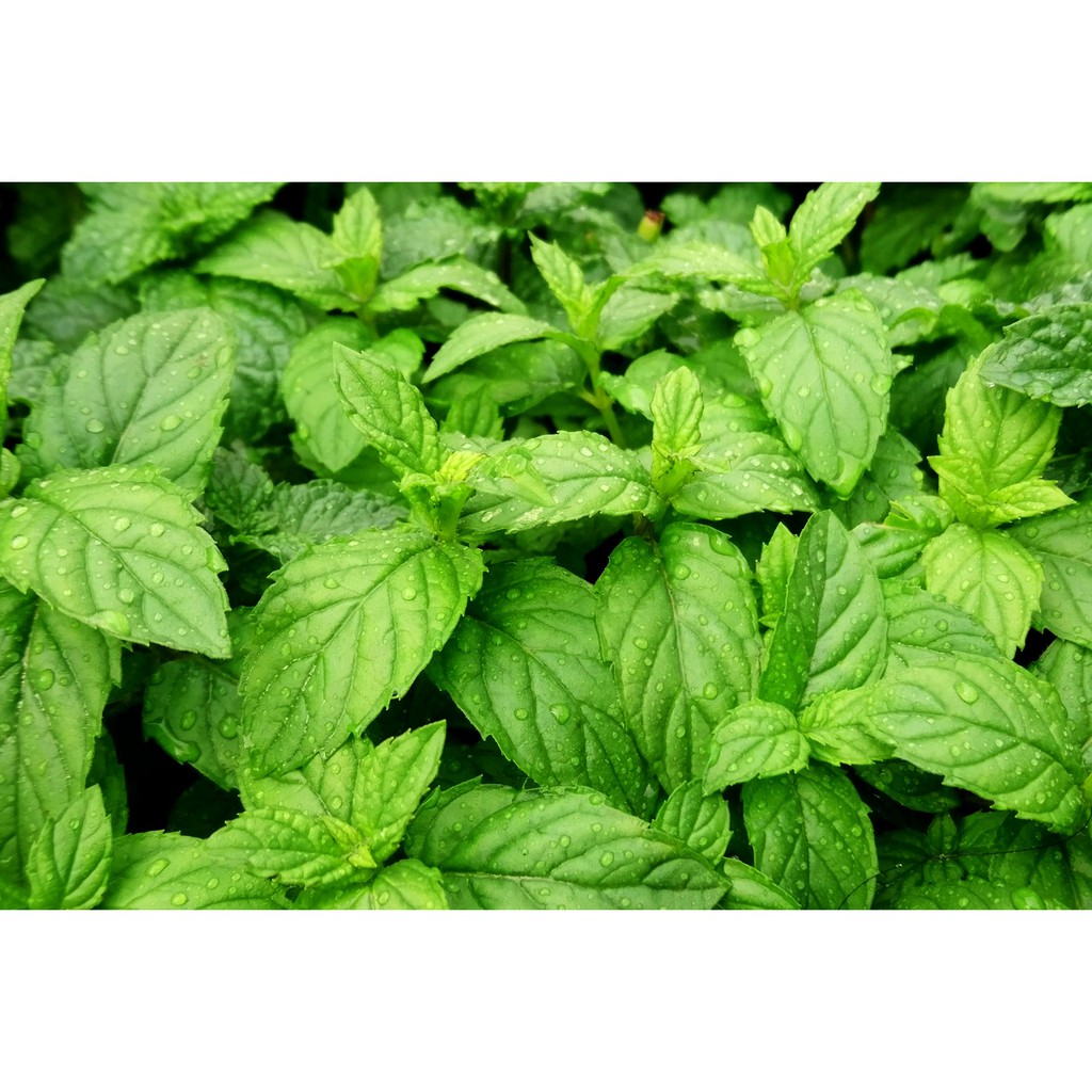 ESSENTIAL OIL | PEPPERMINT | MINYAK ATSIRI | MINYAK KESEHATAN