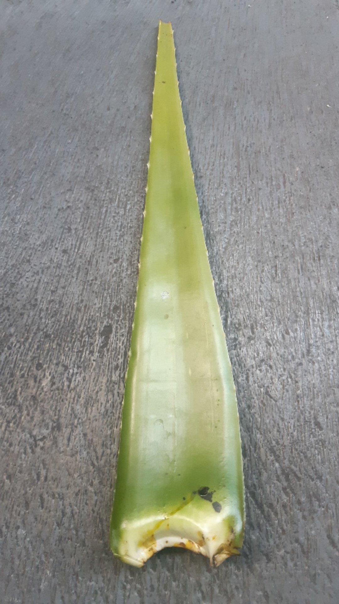 Sale! Pelepah Lidah Buaya Jumbo & Fresh 100% Organik (600-750gr)