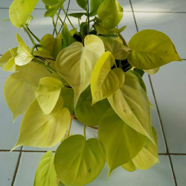 Tanaman Hias Srigading Lemon Daun Rimbun Sirih Gading  ( BUKAN BUKAN BIBIT )