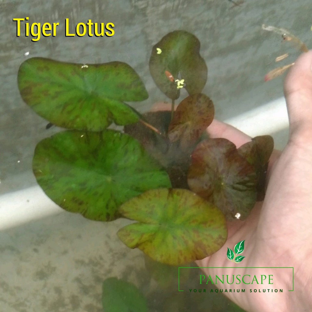 Tiger Lotus