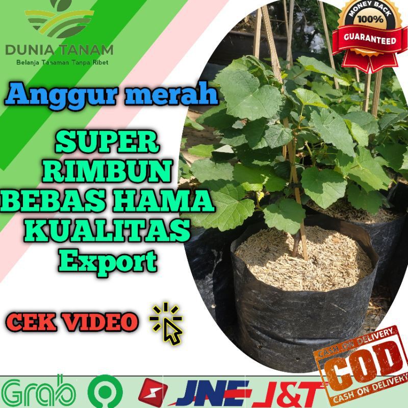 Bibit tanaman pohon buah anggur hijau import merah super hidup NINEL JUPITER