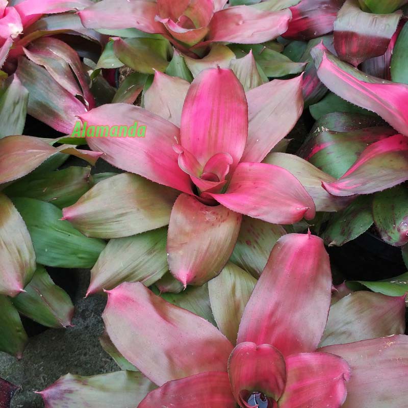 Tanaman Bromelia Pink Grass