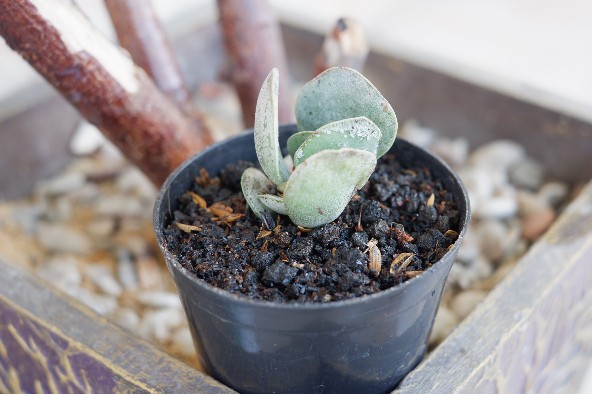 Tanaman Hias Sukulen/succulent Crasulla Arborescens