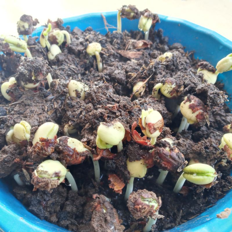 Biji / Benih / Bibit Bahan Bonsai Asam Jawa ( 250 biji )