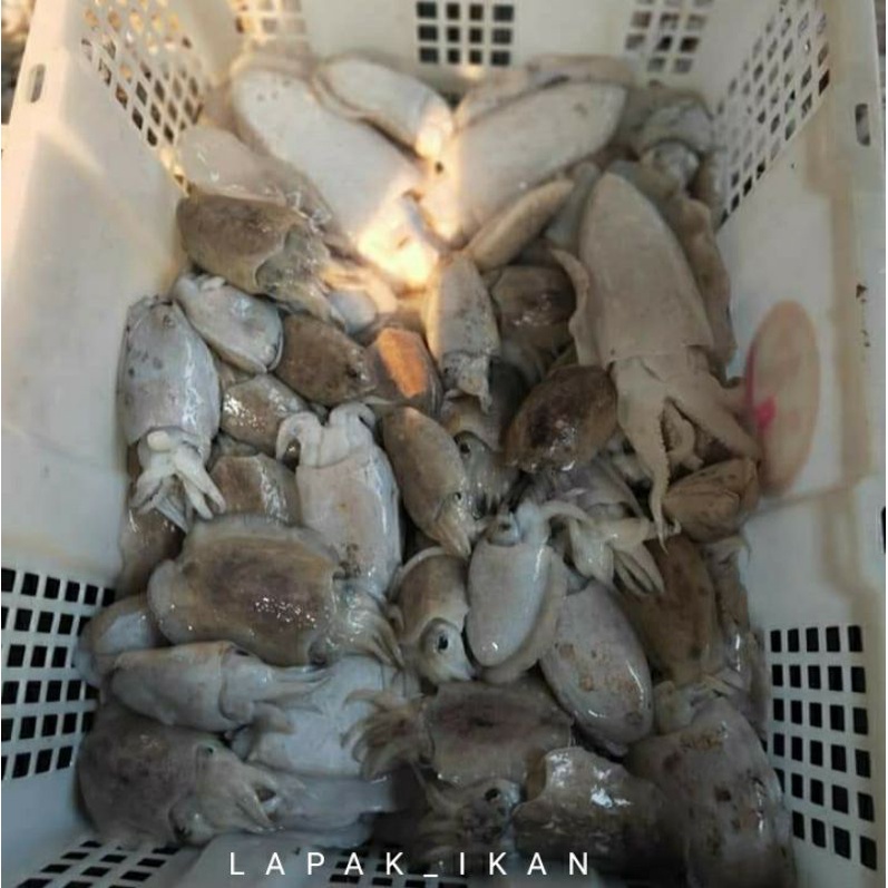 

Cumi Balakutak Segar 1~Kilogram