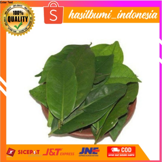 

Daun Salam 25 gr segar