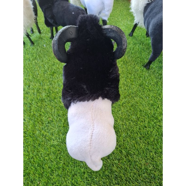 MINIATUR DOMBA GARUT